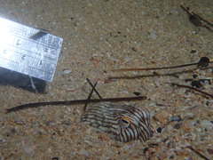 Sepioloidea lineolata