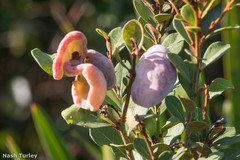 Exobasidium ferrugineae