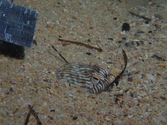 Sepioloidea lineolata