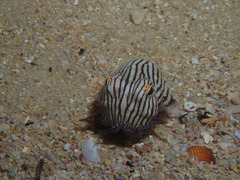 Sepioloidea lineolata