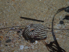 Sepioloidea lineolata