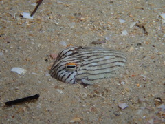 Sepioloidea lineolata