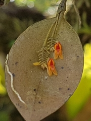 Lepanthes helleri