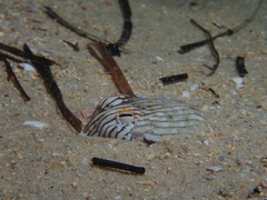 Sepioloidea lineolata