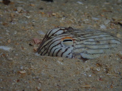 Sepioloidea lineolata