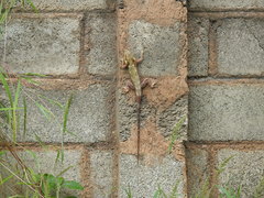 Psammophilus dorsalis