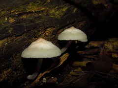 Fungi