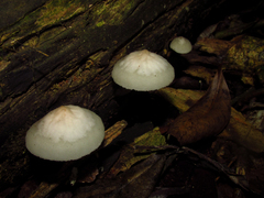 Fungi
