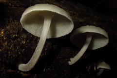 Fungi