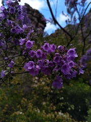 Prostanthera rotundifolia
