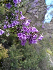 Prostanthera rotundifolia