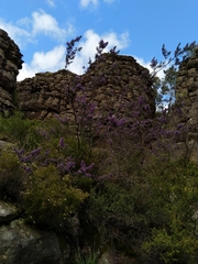 Prostanthera rotundifolia