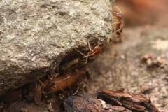 Lasius hayashi