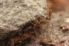 Lasius hayashi