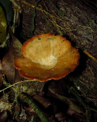 Fungi