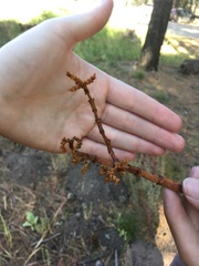 Arceuthobium vaginatum