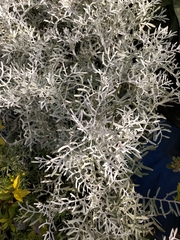 Asteraceae