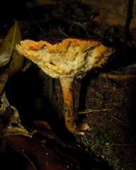 Fungi