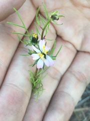 Cosmos parviflorus