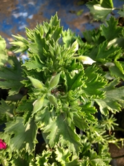 Pelargonium