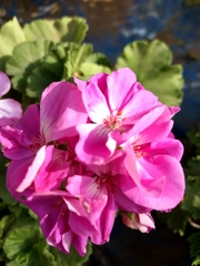 Pelargonium