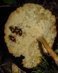 Fungi