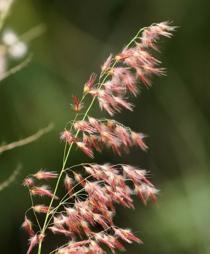 Melinis repens