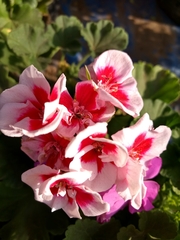 Pelargonium