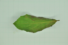Homalium cochinchinense