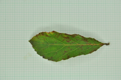 Homalium cochinchinense