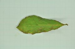 Homalium cochinchinense