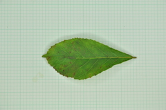 Homalium cochinchinense