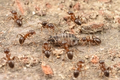 Lasius hayashi