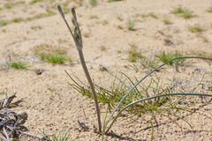 Androstephium breviflorum