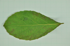 Homalium cochinchinense