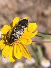 Acmaeodera decipiens