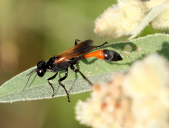 Ammophila placida