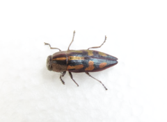 Melobasis gloriosa gloriosa