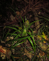 Aechmea recurvata