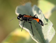 Ammophila placida