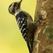Gray-capped Pygmy Woodpecker - Photo (c) markus lilje, some rights reserved (CC BY-NC-ND), uploaded by markus lilje