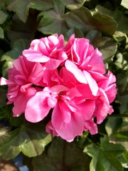 Ciconium