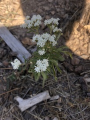 Stevia serrata