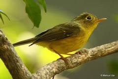 Phylloscopus whistleri