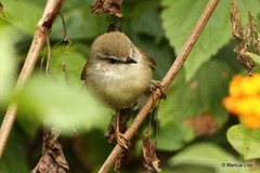 Prinia hodgsonii
