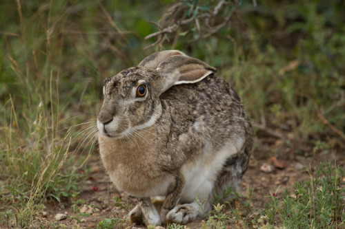Black-tailed Jackrabbit, photo 8 of 10