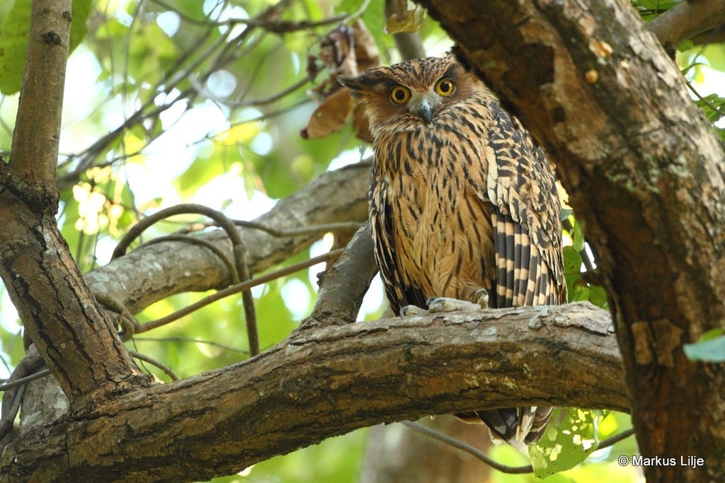 Tawny Fish-Owl