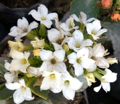 Magnoliopsida