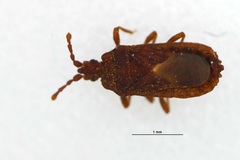 Mezirinae