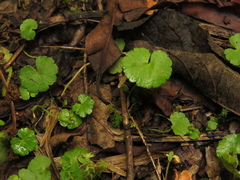 Hydrocotyle bonplandii